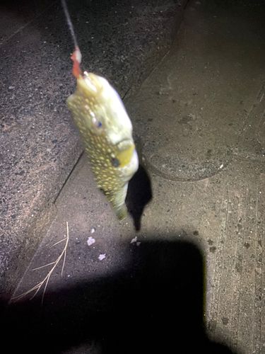クサフグの釣果