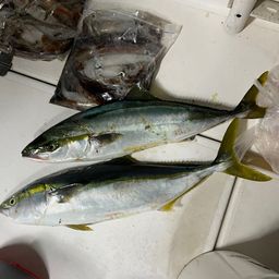 スルメイカ