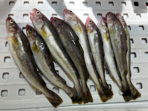 釣果