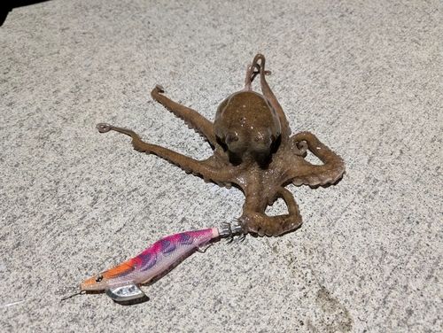 タコの釣果