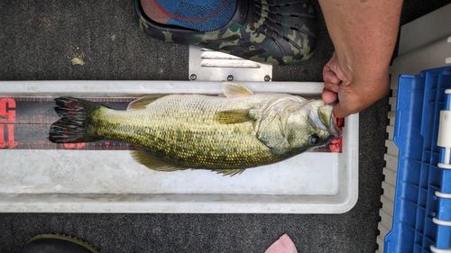 ブラックバスの釣果