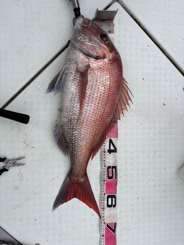 タイの釣果