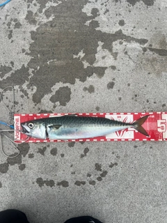 サバの釣果