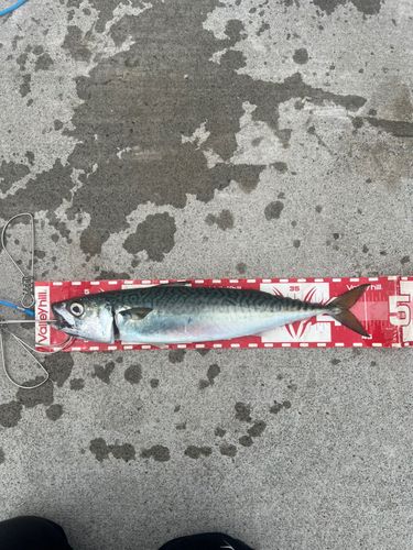 サバの釣果