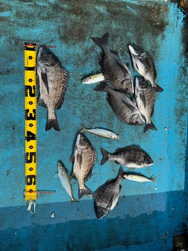 クロダイの釣果