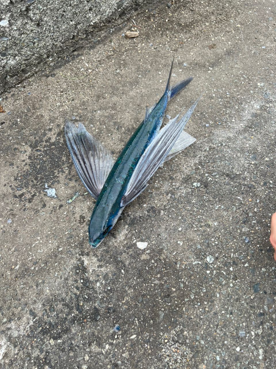 トビウオ