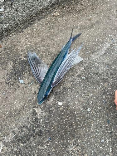 トビウオの釣果