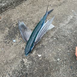 トビウオ