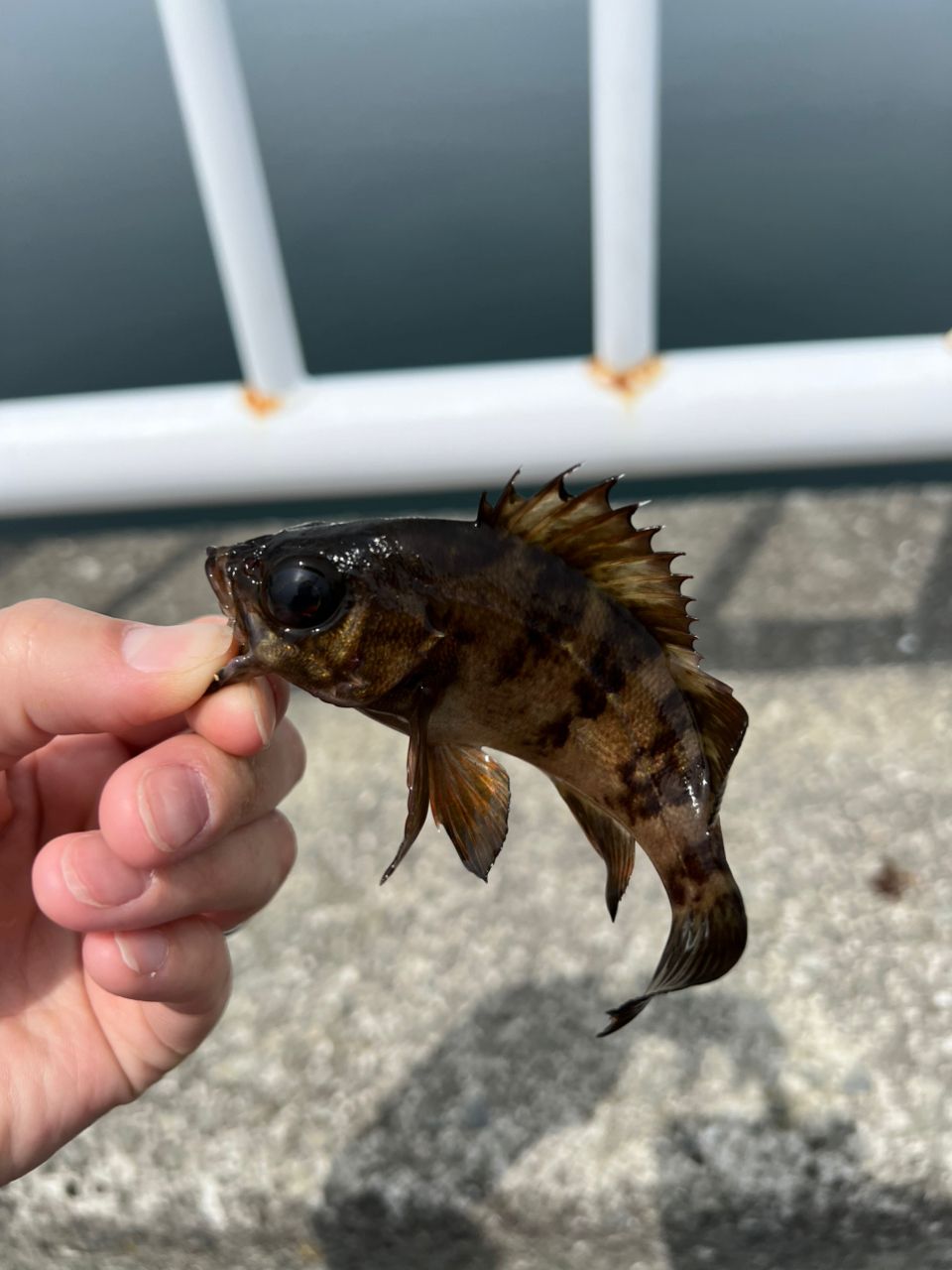 トビウオ