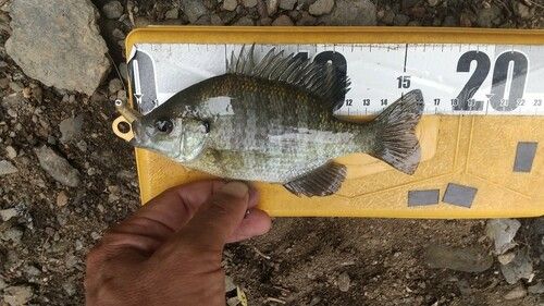 ブルーギルの釣果