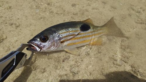 ニセクロホシフエダイの釣果