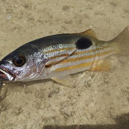 ニセクロホシフエダイ