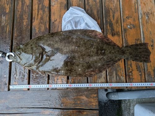 ヒラメの釣果