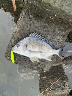 キビレの釣果