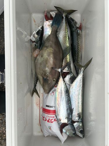 ゴマサバの釣果