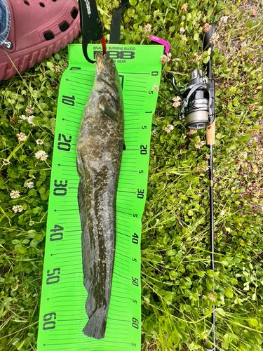 ナマズの釣果