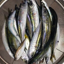 サバ