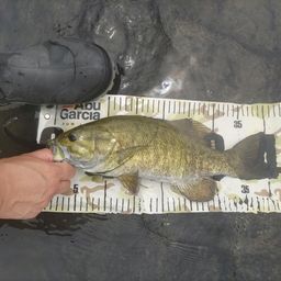 スモールマウスバス