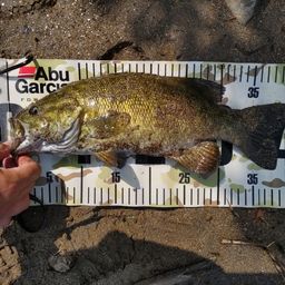 スモールマウスバス