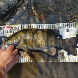 スモールマウスバス