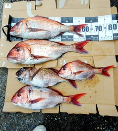 マダイの釣果
