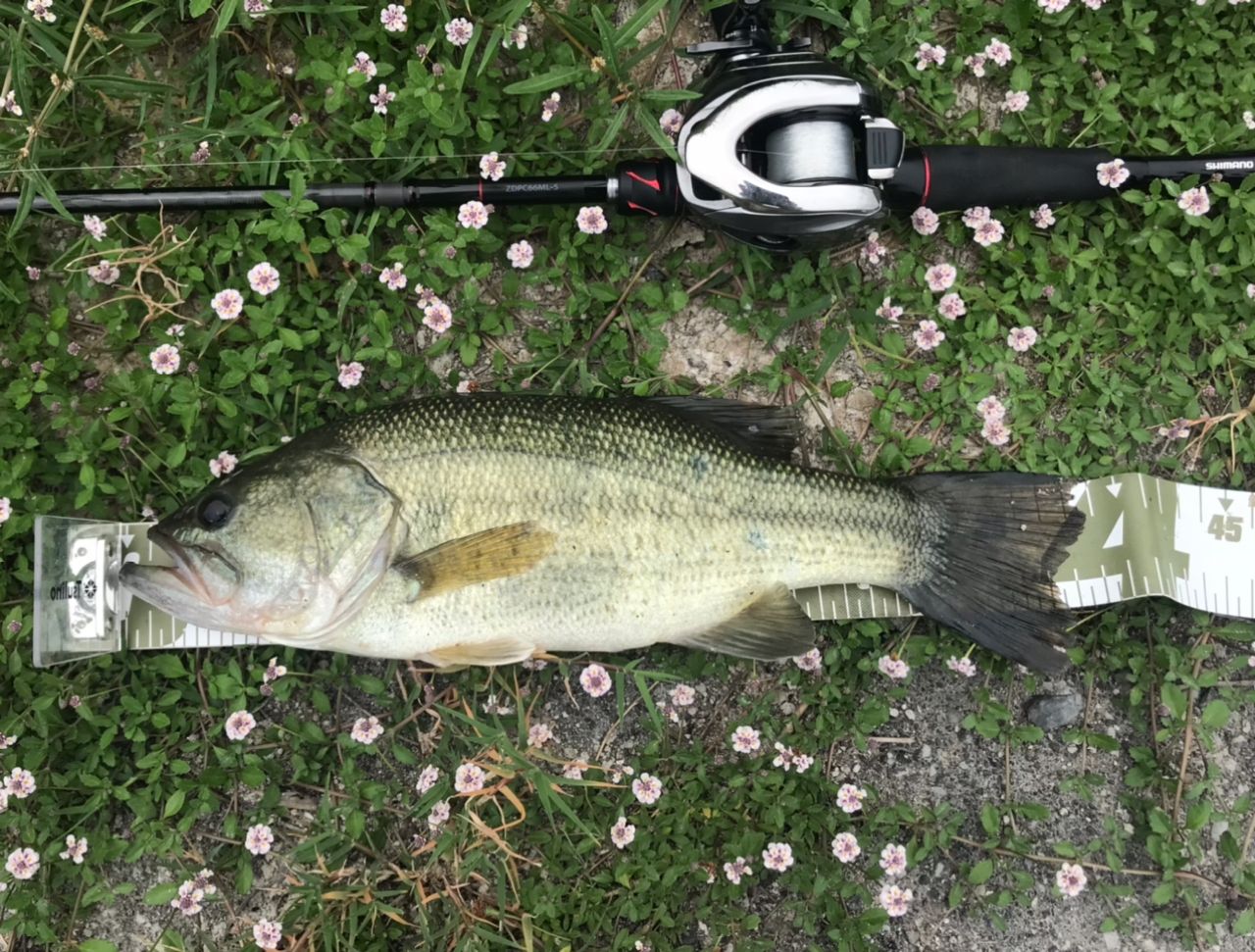 SHIMANO 21ゾディアス (パックロッド) C58ML-4の最安値