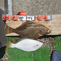 イシガレイ