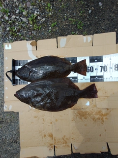 ヒラメの釣果