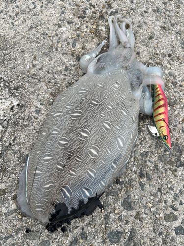 コウイカの釣果