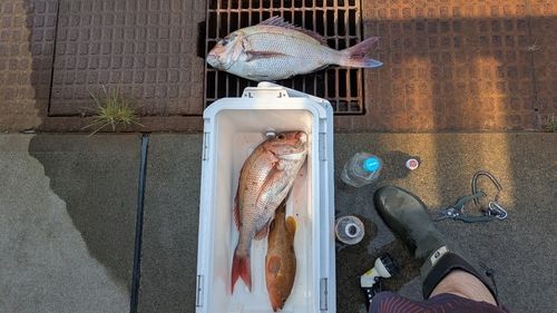 マダイの釣果
