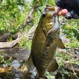 スモールマウスバス