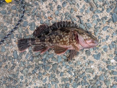 カサゴの釣果