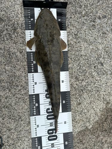 マゴチの釣果
