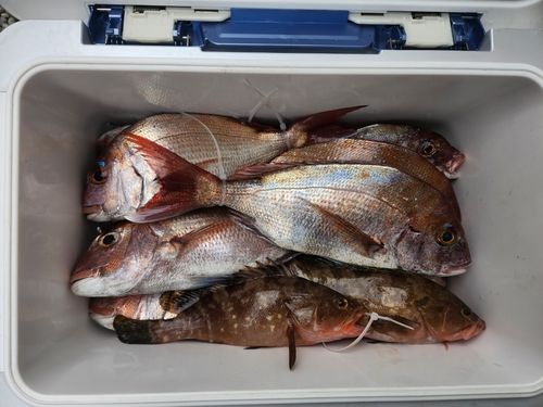 マダイの釣果
