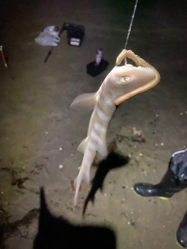 ドチザメの釣果