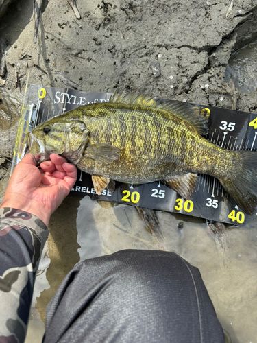 スモールマウスバスの釣果