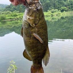 スモールマウスバス