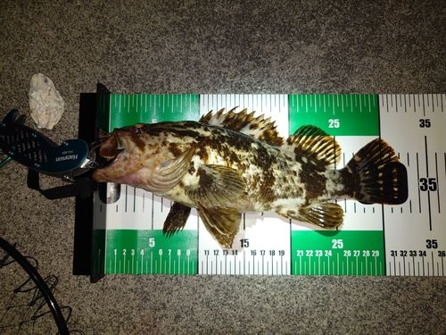 タケノコメバルの釣果