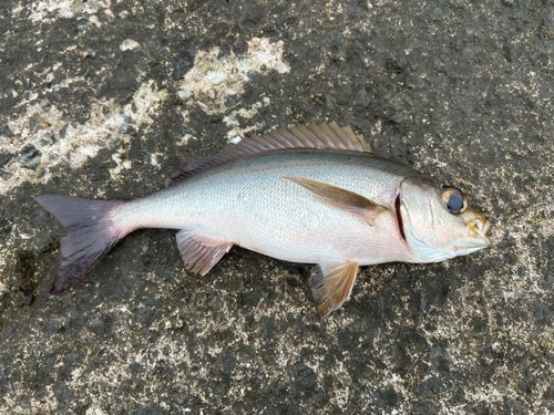 イサキの釣果