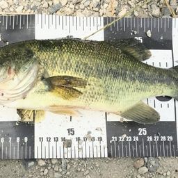 ラージマウスバス