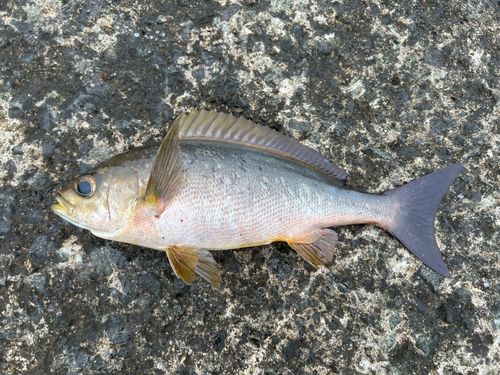 イサキの釣果