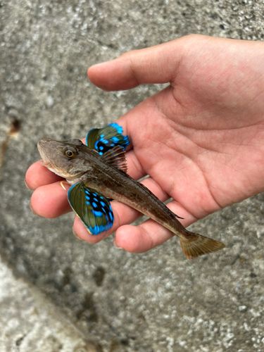 ホウボウの釣果
