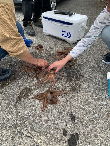 タコの釣果