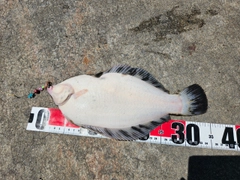 クロガシラガレイの釣果