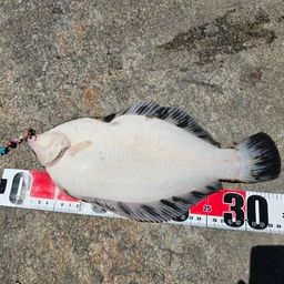 クロガシラガレイ