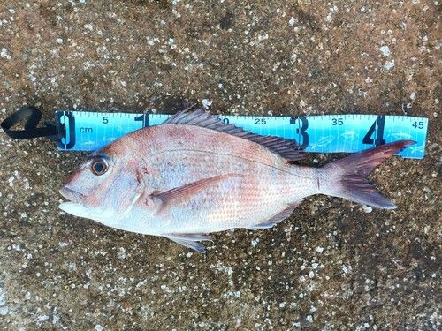 マダイの釣果