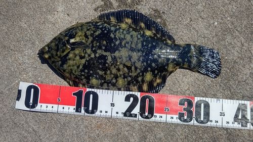 クロガシラガレイの釣果