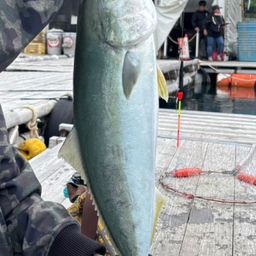 ハマチ