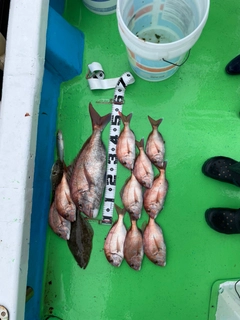 タイの釣果