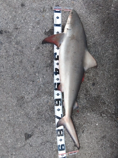 サメの釣果